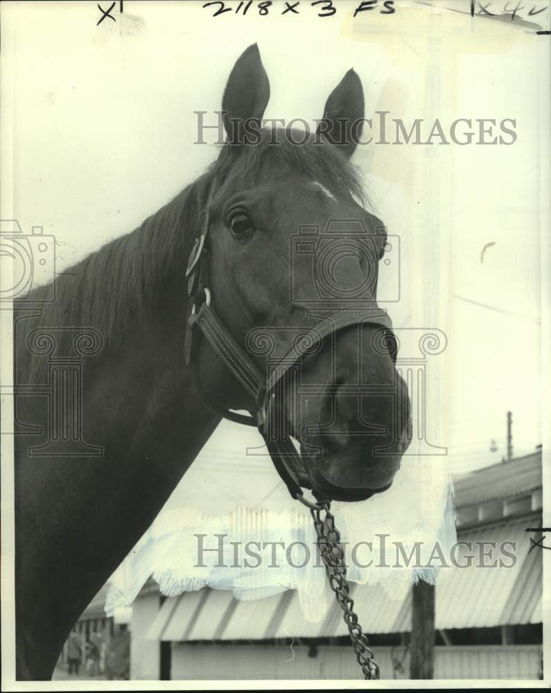 1976 Press Photo Horse Racing - Racehorse Promised City - nos24621- Historic Images