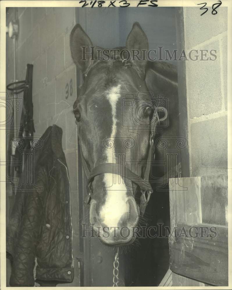 1976 Press Photo Close-up of race horse Princely Game, owned by Mrs. Ben Cohen- Historic Images