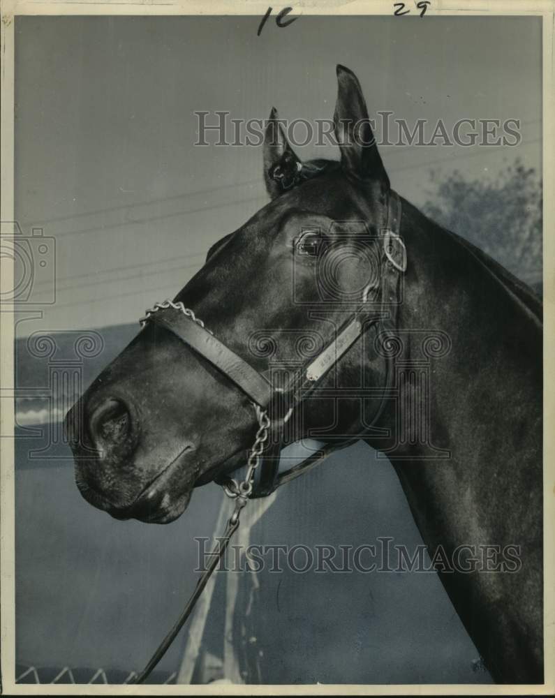 1965 Press Photo Close-up of race horse Big Felly owned by Samuel C Brocato- Historic Images