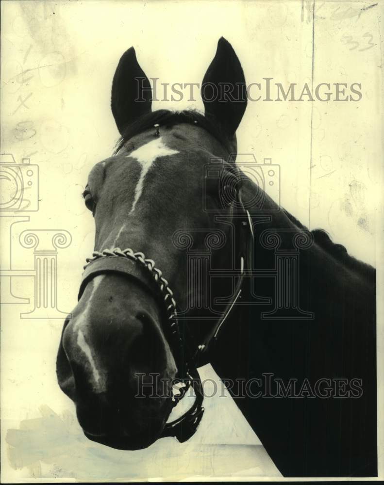 1975 Press Photo New Orleans Handicap racehorse Warbucks - nos24817- Historic Images