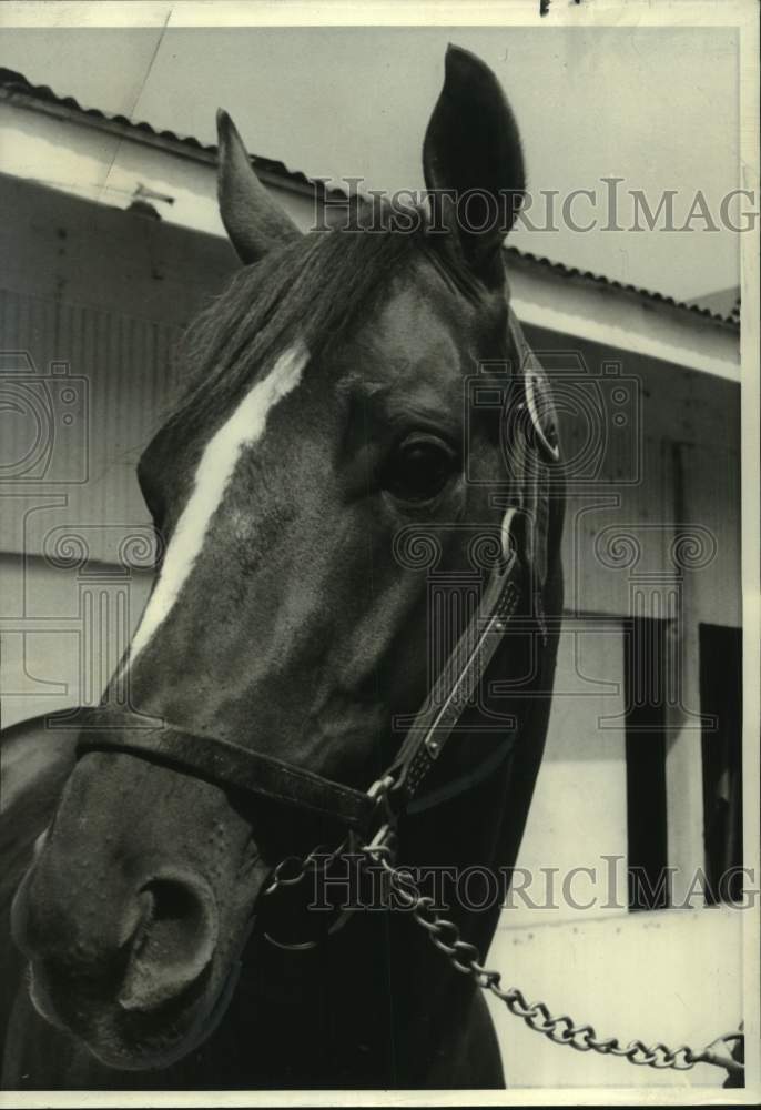 1971 Press Photo Horse Racing - Racehorse Northfields - nos24830- Historic Images