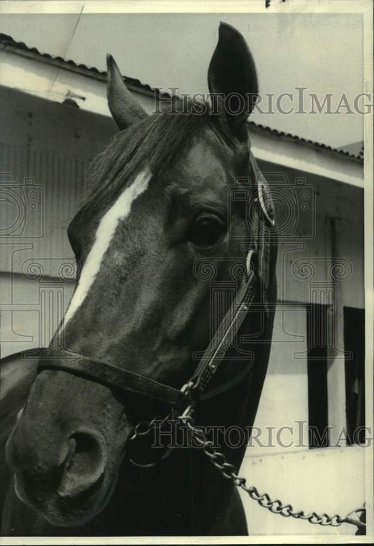1971 Press Photo Horse Racing - Racehorse Northfields - nos24830- Historic Images