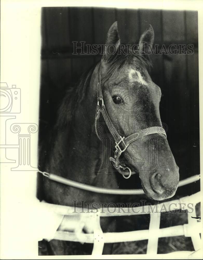 1979 Press Photo Race horse Weather Tamer looks out of stable over netting- Historic Images