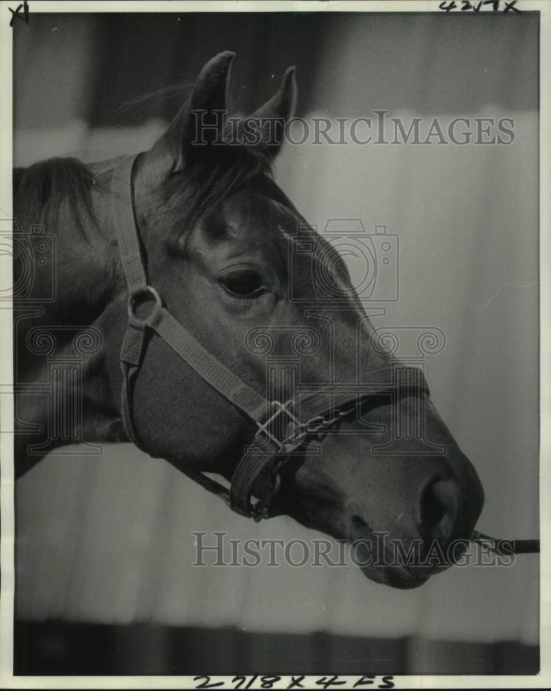 1976 Press Photo Close-up of race horse Prince Majestic, owned by Mrs Joe Brown- Historic Images