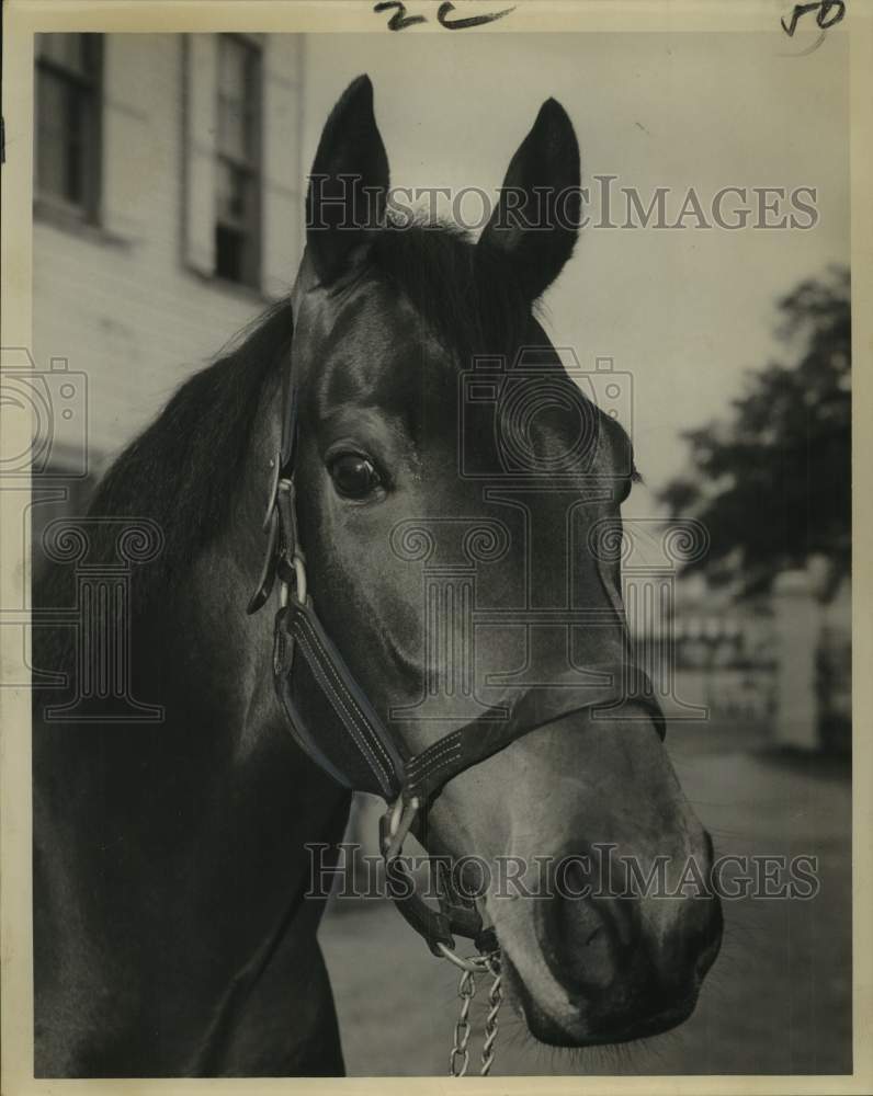 Press Photo Close-up photo of race horse Top Gallant - nos24887- Historic Images