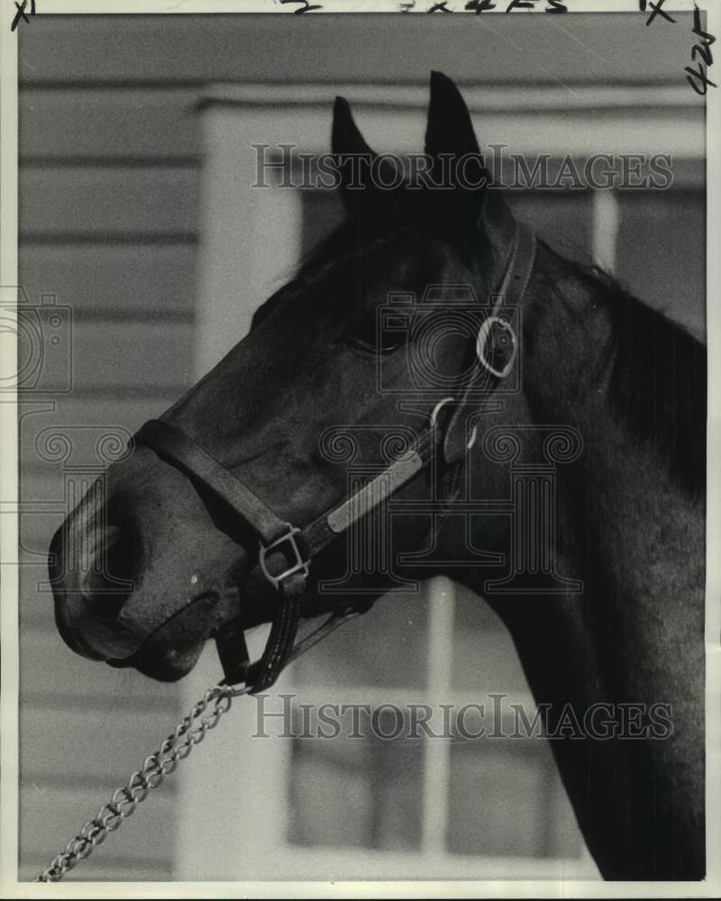 1979 Press Photo Close-up of race horse A Letter to Harry, owned by R.F. Salmen- Historic Images