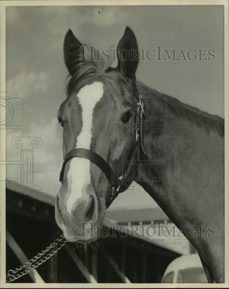 Press Photo Horse Racing - W.D. Bernhardt&#39;s Witherite - nos25027- Historic Images