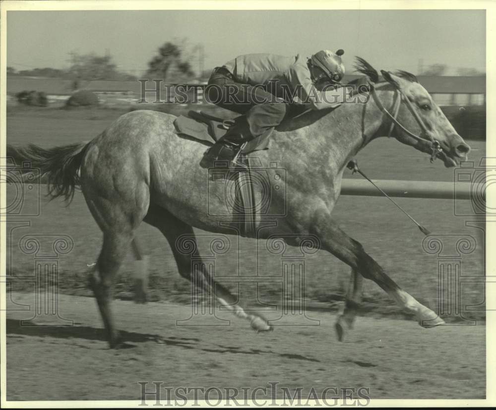 1976 Press Photo Race horse Togus with jockey Martin Brown up runs on the track- Historic Images