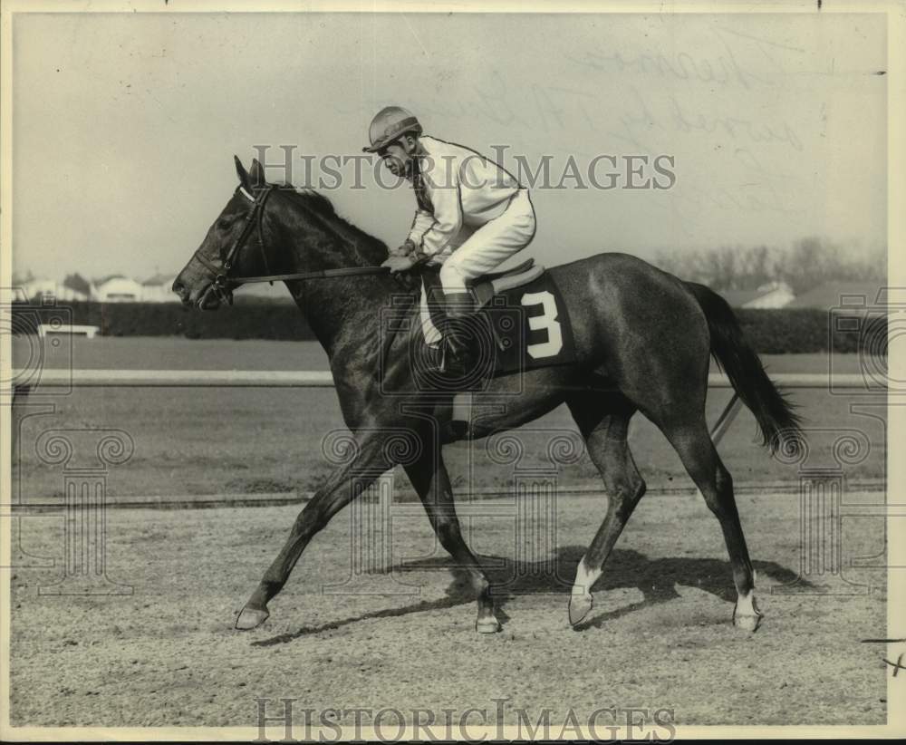 1967 Press Photo Louisiana Derby candidate racehorse Thermos - nos25458- Historic Images