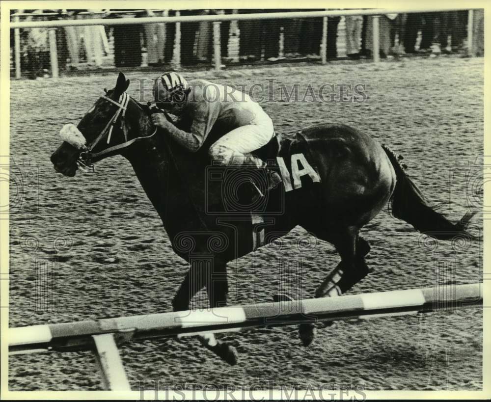 1982 Press Photo Horse Racing - Racehorse Shining Bronze with Joe Imparato Up- Historic Images