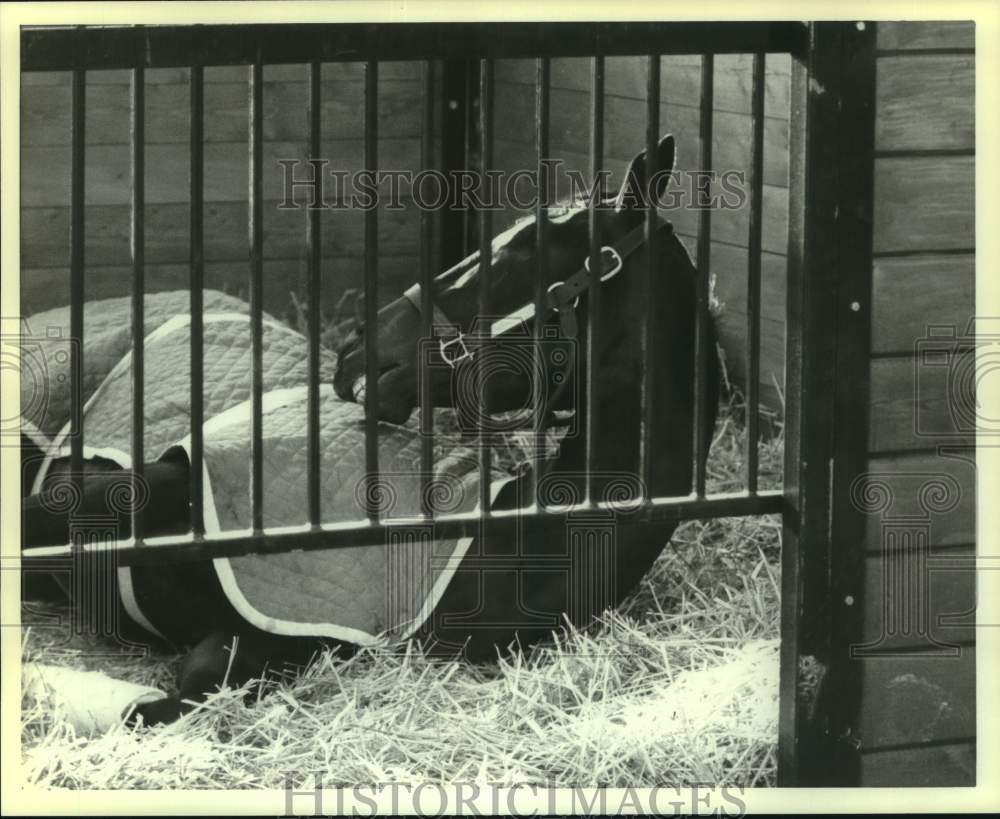 1982 Press Photo Race horse Cassaleria lays down in stable, covered in blanket- Historic Images