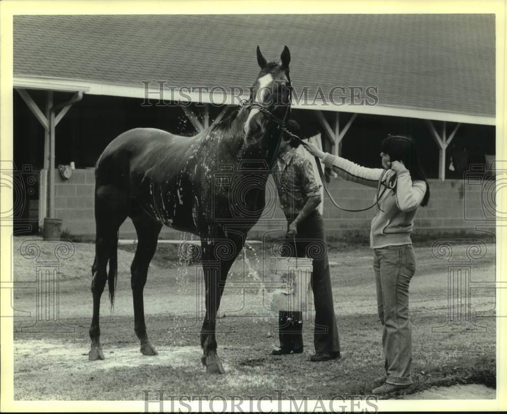 1979 Press Photo Racehorse Screen King - nos25725- Historic Images