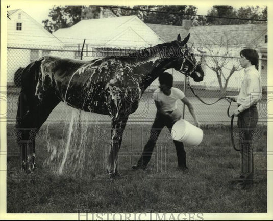1981 Press Photo Race horse Partez, appearing in 1981 Kentucky Derby gets a bath- Historic Images