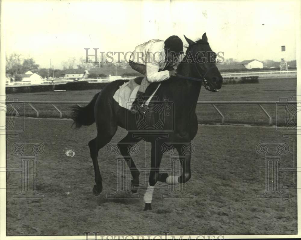 1972 Press Photo Race horse Urgent Message runs on the track during a workout- Historic Images