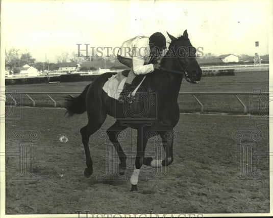1972 Press Photo Race horse Urgent Message runs on the track during a workout- Historic Images