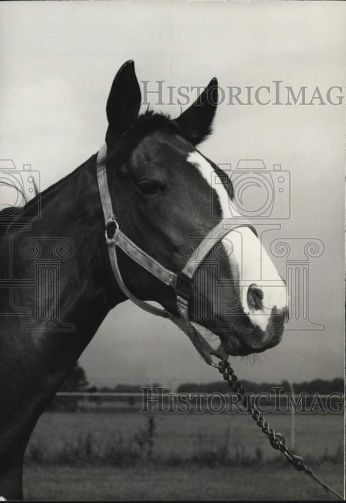 1974 Press Photo Racehorse Bayou Bengal - nos36650- Historic Images