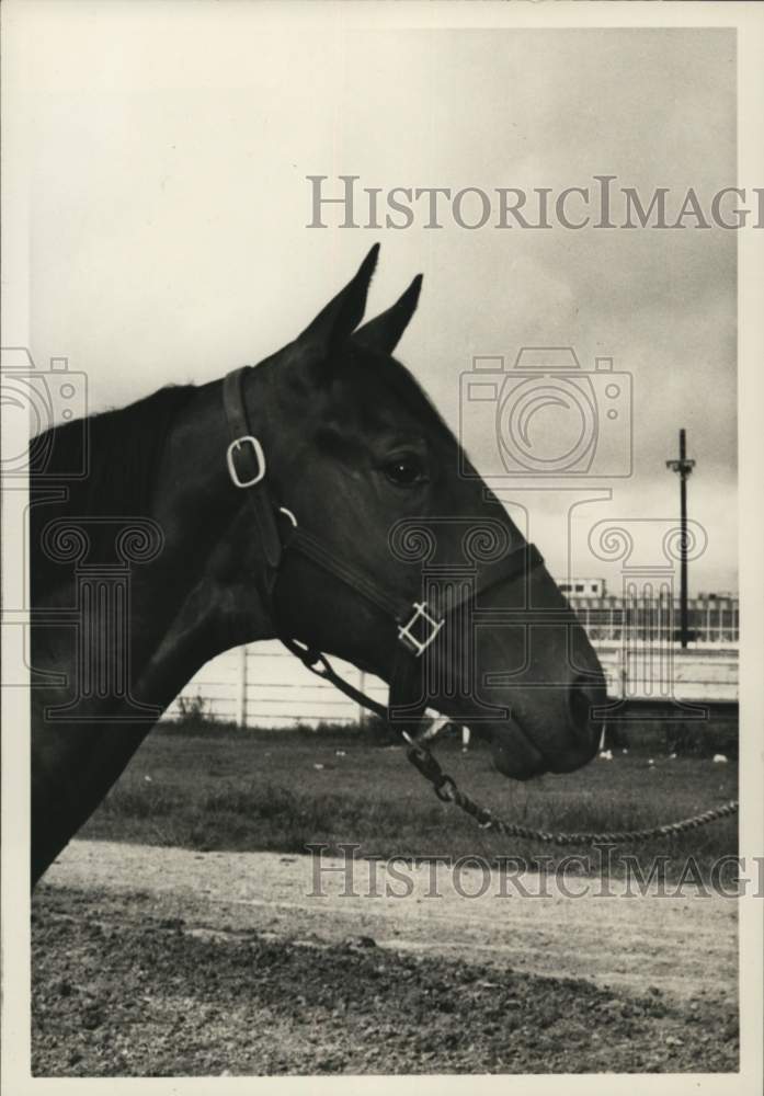 1971 Press Photo Racehorse, The Going Dictor - nos36651- Historic Images