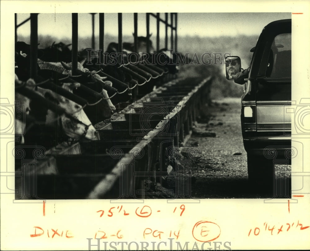 1981 Press Photo Rancher Grandi inspects some head of cattle in Plaquemines- Historic Images