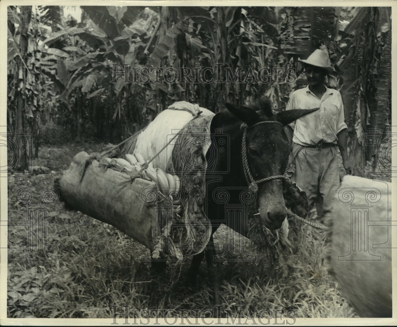 Load image into Gallery viewer, 1955 Press Photo Padded mule hauls bananas from farm to receiving stations
