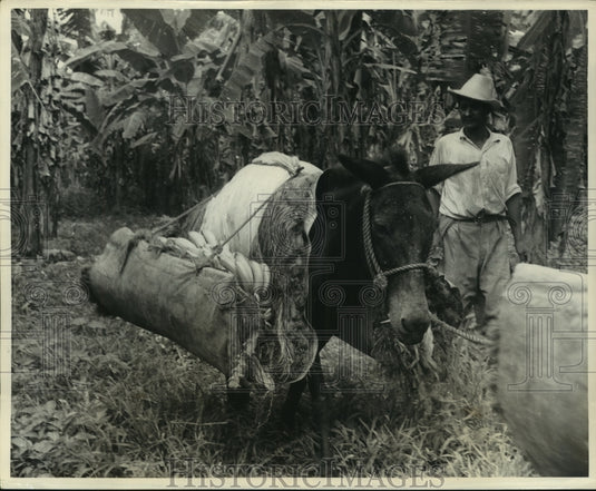 1955 Press Photo Padded mule hauls bananas from farm to receiving stations