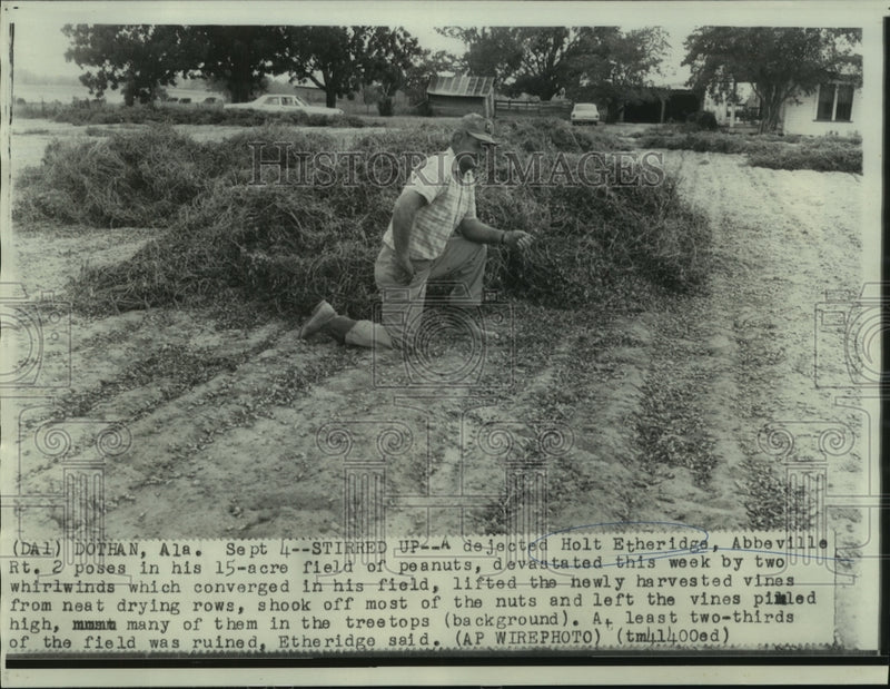 Load image into Gallery viewer, 1968 Press Photo Holt Etheridge in his devastated field of peanuts by whirlwinds
