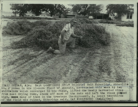 1968 Press Photo Holt Etheridge in his devastated field of peanuts by whirlwinds