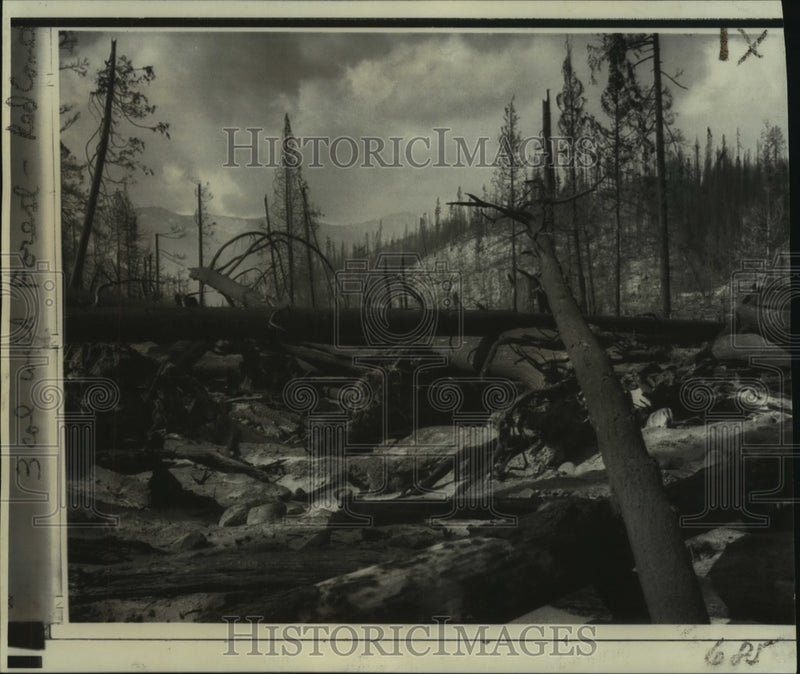 Load image into Gallery viewer, 1967 Press Photo Felled trees &amp; scorched stumps of Sundance Mountain forest fire

