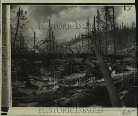 1967 Press Photo Felled trees & scorched stumps of Sundance Mountain forest fire