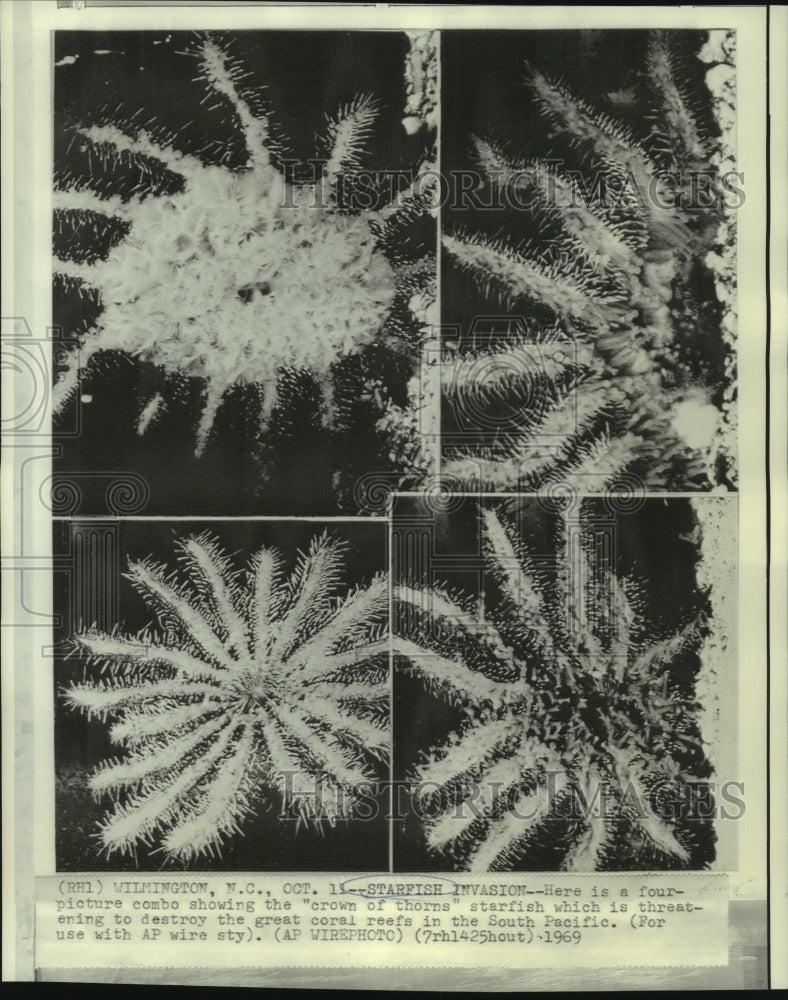 Load image into Gallery viewer, 1969 Press Photo Four-picture combo of "crown of thorns" starfish - now01787
