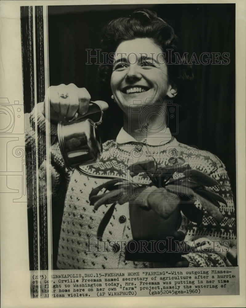 1960 Press Photo Mrs. Orville Freeman at Minnesota "farm" waters African Violets