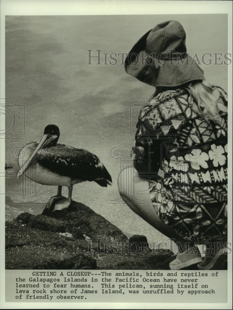 Load image into Gallery viewer, 1970 Press Photo Wildlife of Galapagos Islands being observed. - now01899
