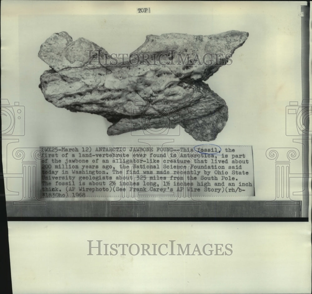 1968 Press Photo Antarctic jawbone found 325 miles from South Pole - now02291