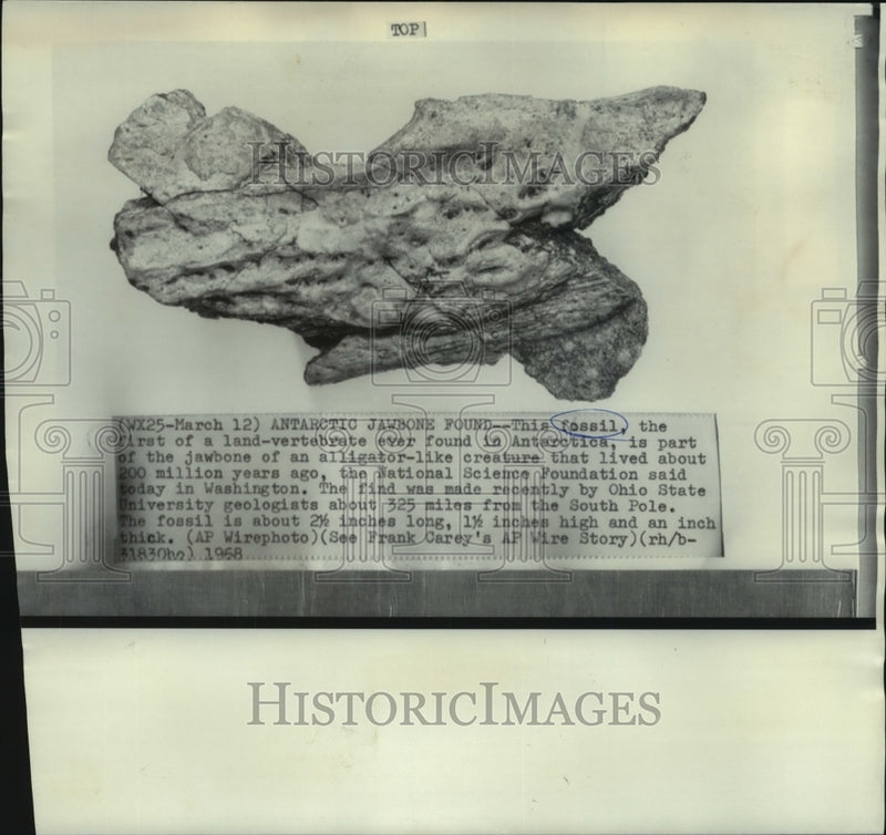 Load image into Gallery viewer, 1968 Press Photo Antarctic jawbone found 325 miles from South Pole - now02291
