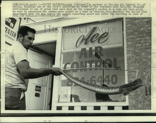 1971 Press Photo John Fretwell displaces his rattlesnake watchdogs for his shop