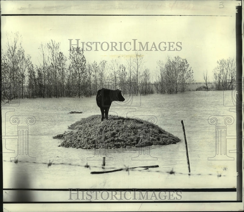 Load image into Gallery viewer, 1973 Press Photo Cow on flooded MS River high ground for days - now02589
