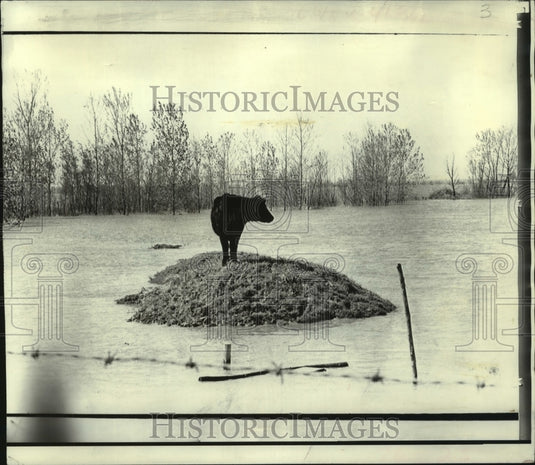 1973 Press Photo Cow on flooded MS River high ground for days - now02589