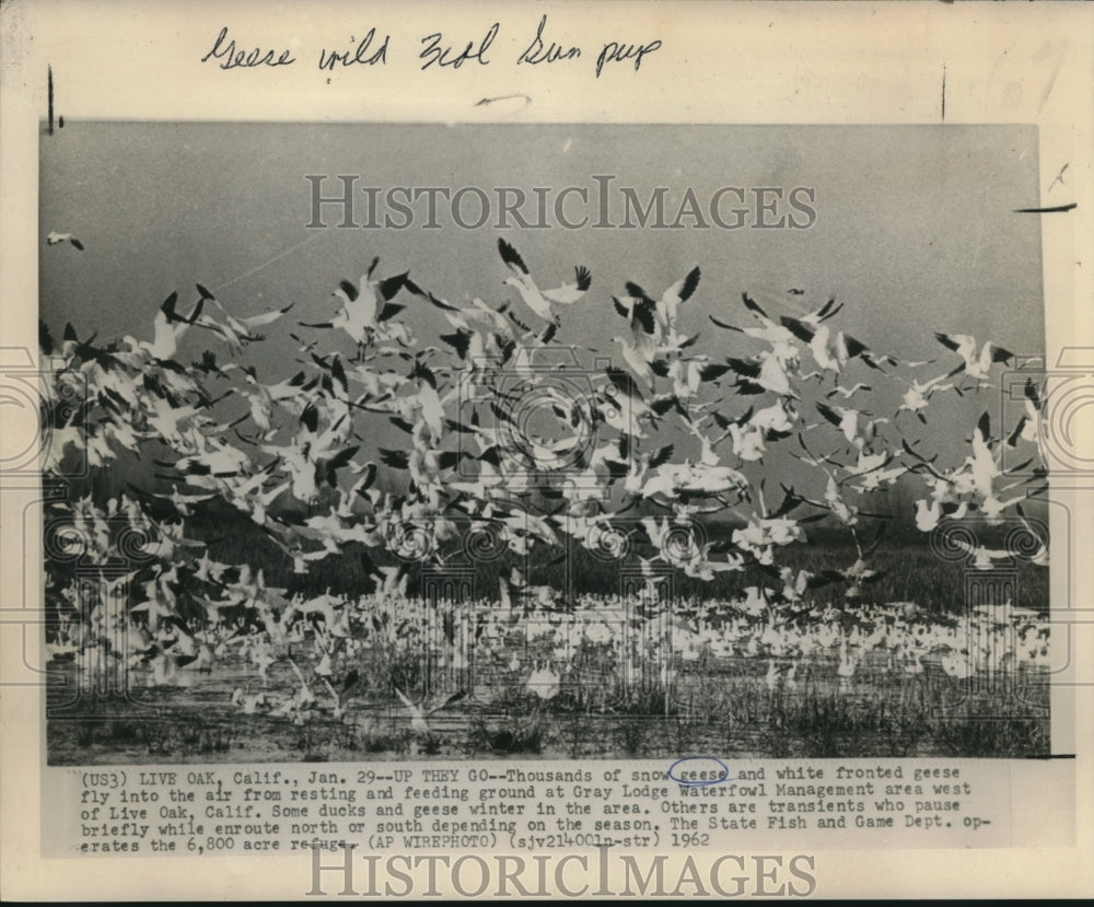 1962 Press Photo Snow geese at feeding ground of Gray Lodge Waterfowl area