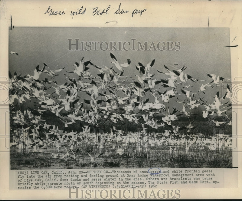 Load image into Gallery viewer, 1962 Press Photo Snow geese at feeding ground of Gray Lodge Waterfowl area

