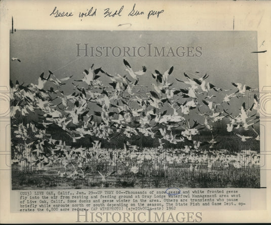1962 Press Photo Snow geese at feeding ground of Gray Lodge Waterfowl area