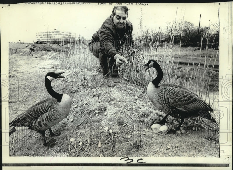 Load image into Gallery viewer, 1971 Press Photo Goose eggs delay construction project; worker feeds the geese
