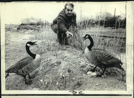 1971 Press Photo Goose eggs delay construction project; worker feeds the geese