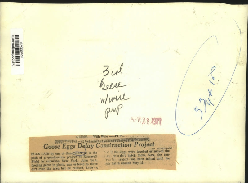 Load image into Gallery viewer, 1971 Press Photo Goose eggs delay construction project; worker feeds the geese
