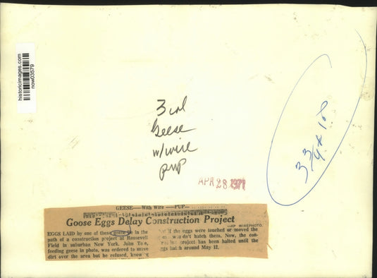 1971 Press Photo Goose eggs delay construction project; worker feeds the geese