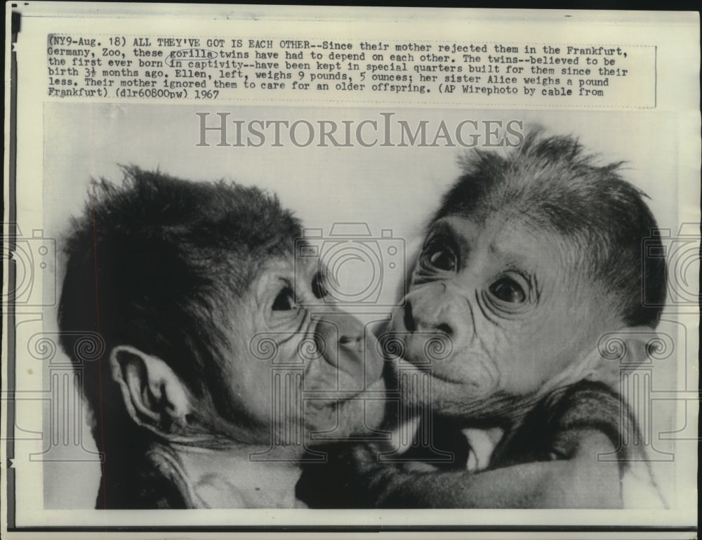 1967 Press Photo Twin gorillas in Frankfurt, Germany Zoo depend on each other