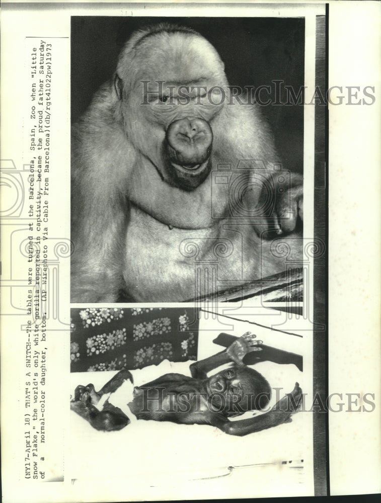 1973 Press Photo Barcelona, Spain's "Little Snow Flake," gorilla and daughter