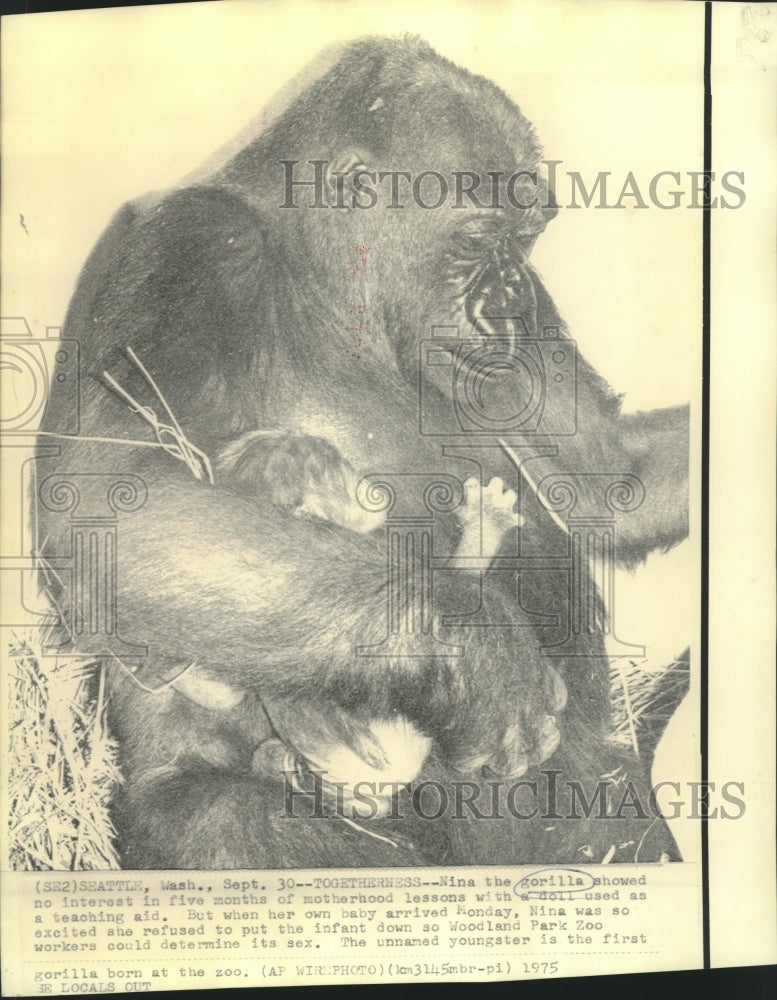 1975 Press Photo Seattle Woodland Park Zoo's mother gorilla, Nina, and offspring