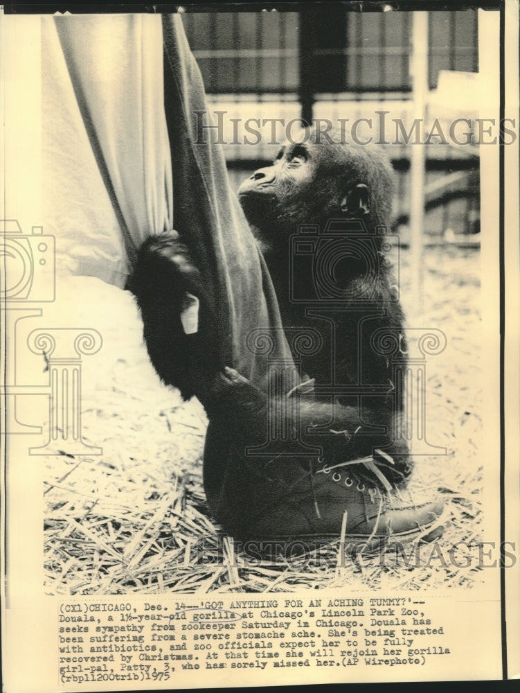 Load image into Gallery viewer, 1974 Press Photo Doula, 1 1/2-year-old Lincoln Park Zoo gorilla with zookeeper
