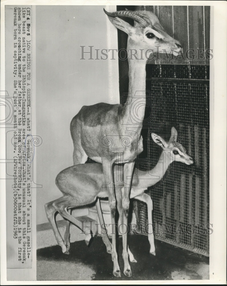 1963 Press Photo Father and daughter Gerenuk at New York City's Bronx Zoo