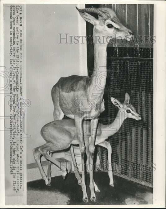 1963 Press Photo Father and daughter Gerenuk at New York City's Bronx Zoo