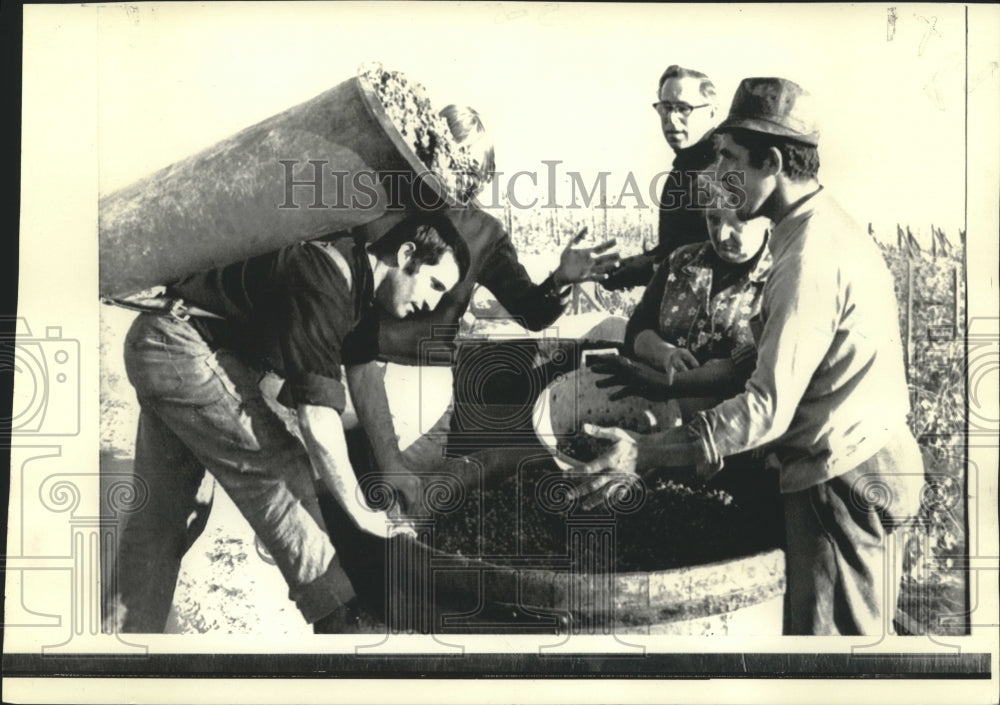 1971 Press Photo Rhine River vineyard grapes dumped in vat at Eltville, Germany